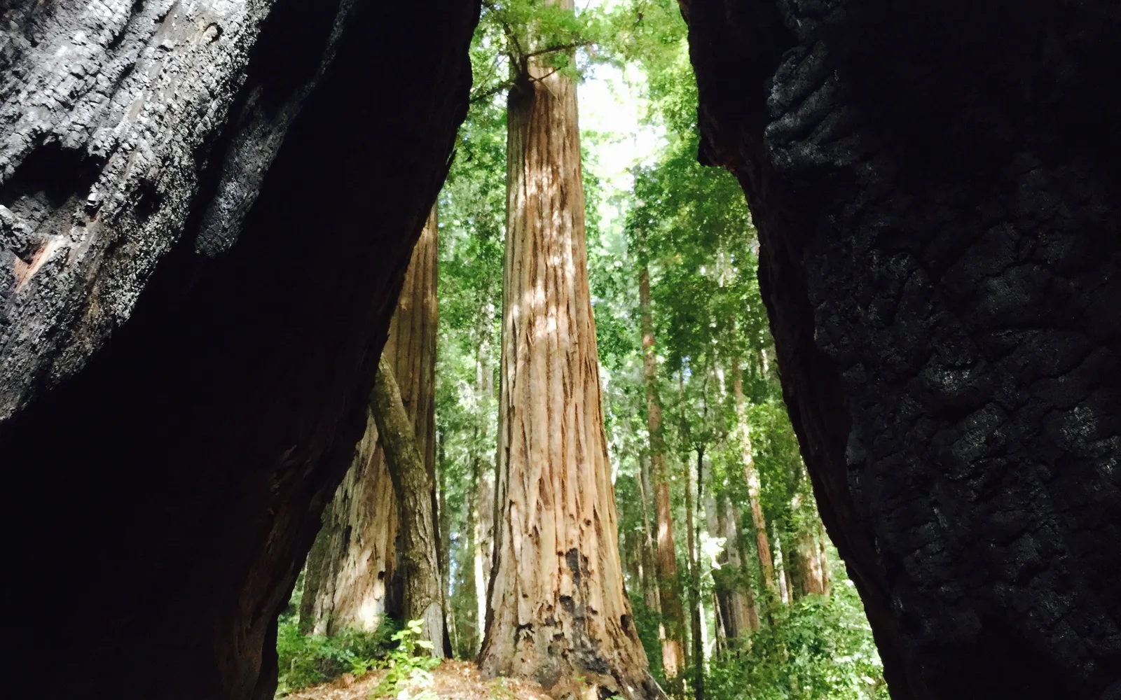 Towering old-growth Coast Redwood trees in a forest grove with dappled sunlight filtering through the canopy